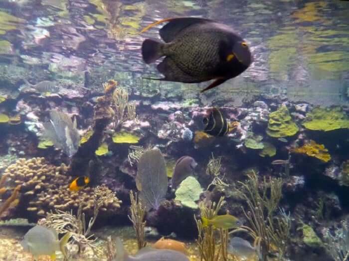 Principales atracciones del Parque Xcaret en Cancún: Coral Reef Aquarium